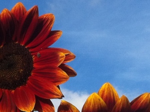 Sunflowers in Leichhardt NSW